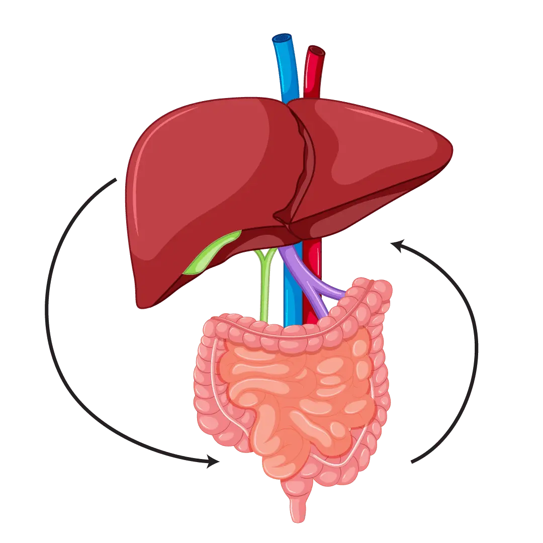 Finessa gut health